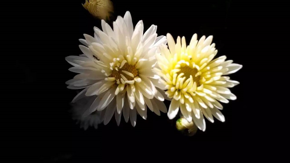 沉痛哀悼，深切緬懷江澤民同志